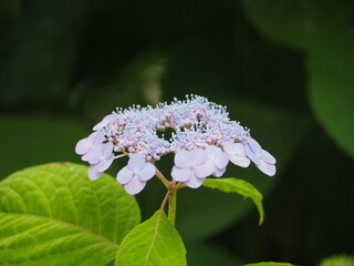 紫陽花　ガクアジサイ