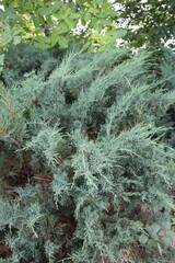 A close-up of a bush