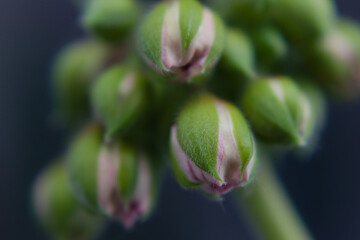 Blurred macrophotography of pink geranium buds
