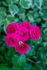 Blooming pink rose flower macro photography on a sunny summer day. Garden rose with pink petals close-up photo in the summertime. Tender rosa floral background.	
