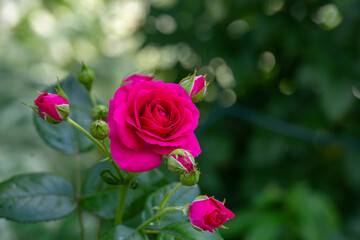 Blooming pink rose flower macro photography on a sunny summer day. Garden rose with pink petals close-up photo in the summertime. Tender rosa floral background.	