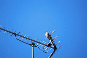 日本、神奈川県、アンテナで休むオナガドリ
