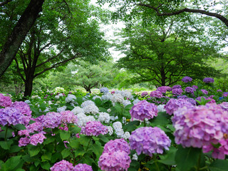 Obraz premium 日本、神奈川県、初夏の紫陽花