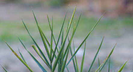 Naklejka premium Palm leaves