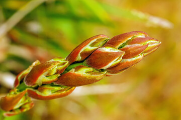 a twig of an ornamental shrub with developing buds