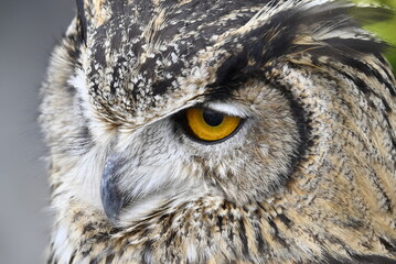フクロウのクローズアップ