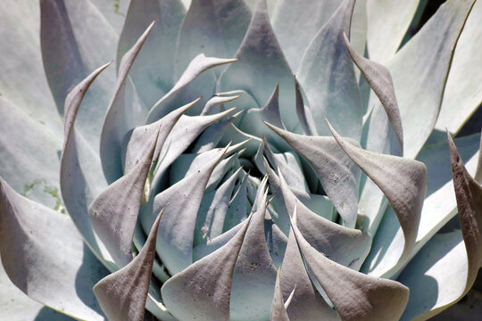 Close-up of a white dudleya plant
