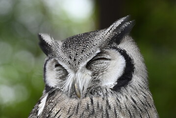 フクロウのクローズアップ