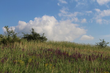 A field of grass and trees