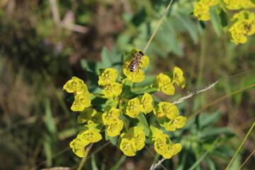 A bee on a yellow flower