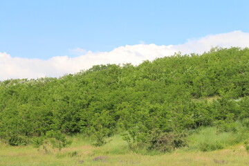 A forest of trees