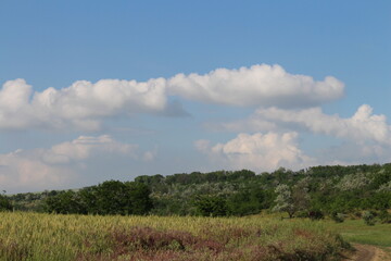 A field with trees and bushes