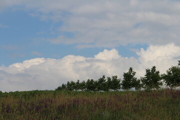 A field of grass and trees