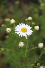 A close up of a flower