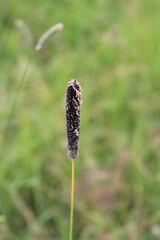 A road with grass and dirt on it
