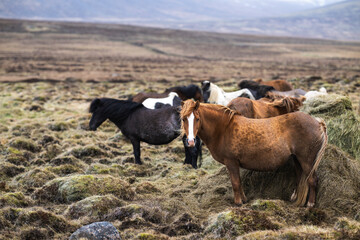 Icelandic horses standing the strong wind in a stunning icelandic landscape in early summer