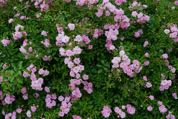 Pink roses in a full bloom in the garden. flowers and green leaves background. Garden concept
