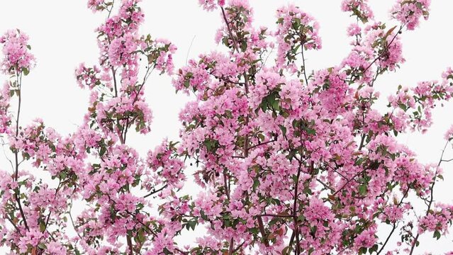 Smooth camera movement, pink flowers of an apple tree against a white sky.