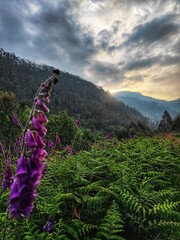 Sunrise behind a mountain with cloudy sky and fern and foxglove in the foreground