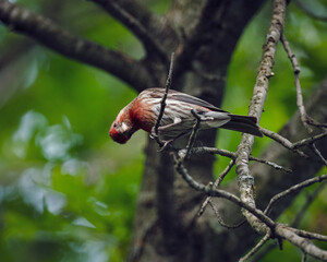 Curious House Finch