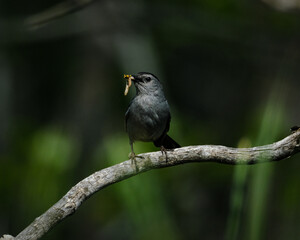 Catbird on a Branch with a Worm