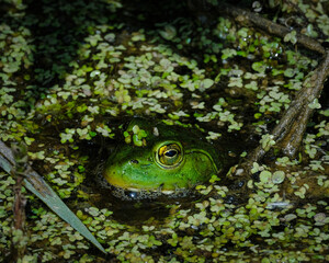 Bullfrog in the pond
