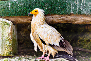 Shot of a bird Egyptian Vulture (Neophron percnopterus), also called Abanto, Guirre or Egyptian Vulture, in a wildlife center in Menorca