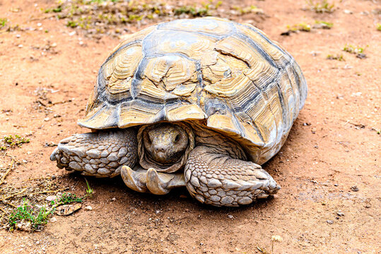 Image of an African Spurred Tortoise (Centrochelys sulcata) in a wildlife reserve in Menorca, Balearic Islands