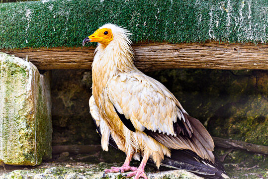 Shot of a bird Egyptian Vulture (Neophron percnopterus), also called Abanto, Guirre or Egyptian Vulture, in a wildlife center in Menorca