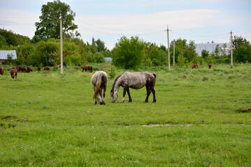 Obraz premium pasture in the countryside with walking horses and trees on background 