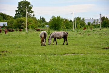 pasture in the countryside with walking horses and trees on background  