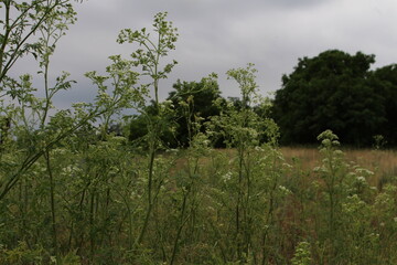 A field of plants