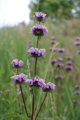 Purple flowers in a field