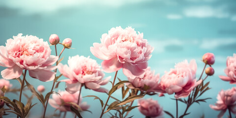 She admires the stunning beauty of the large pink peonies.