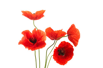 Plakat Wild red poppies isolated on white background.