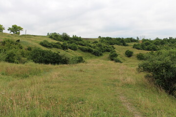 A grassy area with trees in the background