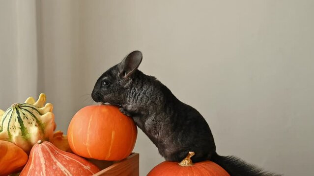 Cute pet chinchilla nibbles a pumpkin sitting in the room