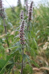 A plant with flowers