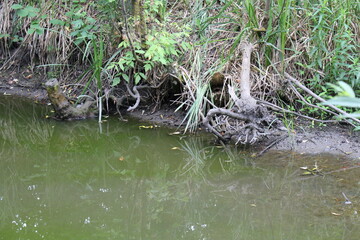 A crocodile in the water