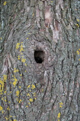 A hole in a tree trunk