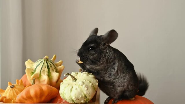 Cute pet chinchilla eats sitting by pumpkins
