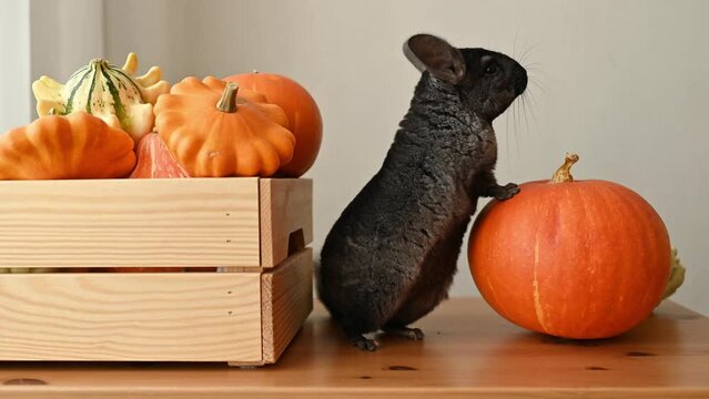 Funny pet chinchilla is sitting in the room on the table to pumpkins