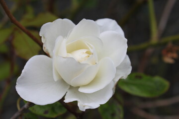 a white rose blossom against dark background