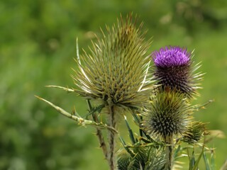 thistle flower in bloom