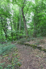A grassy field with trees in the background