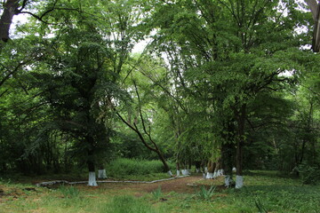 Fototapeta na wymiar A group of trees in a park