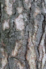 A close-up of a tree bark