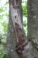 A tree trunk with a hole in it