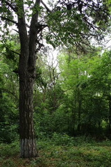 Fototapeta premium A tree in a forest