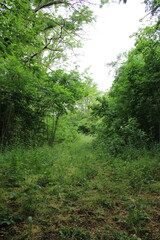 A grassy area with trees in the background